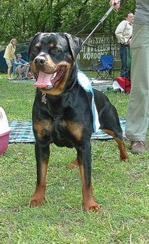 Brutus