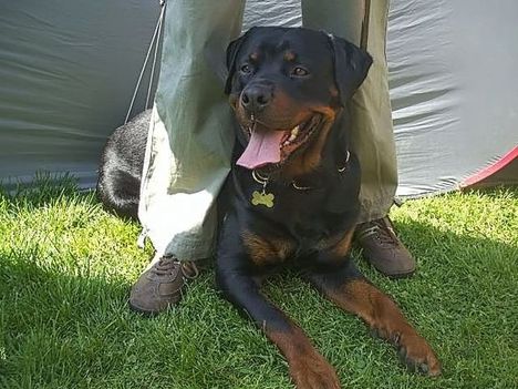 Brutus