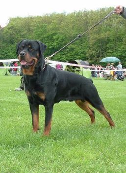 Brutus