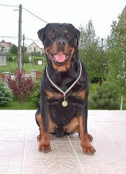 Brutus