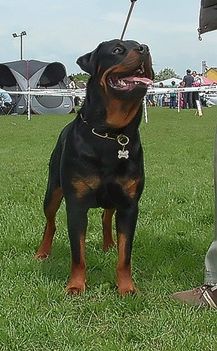 Brutus