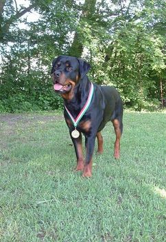 Brutus
