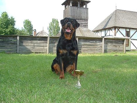 Brutus