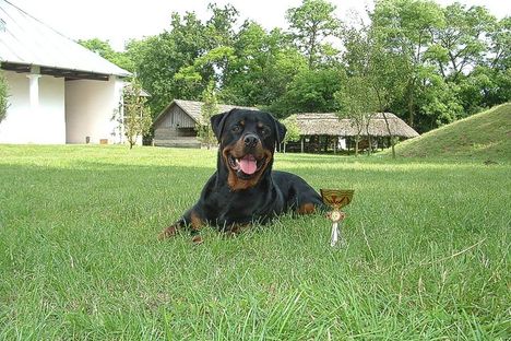 Brutus