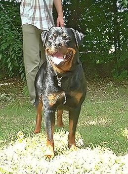 Brutus