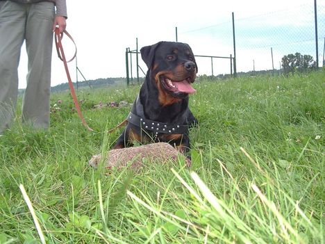 Brutus