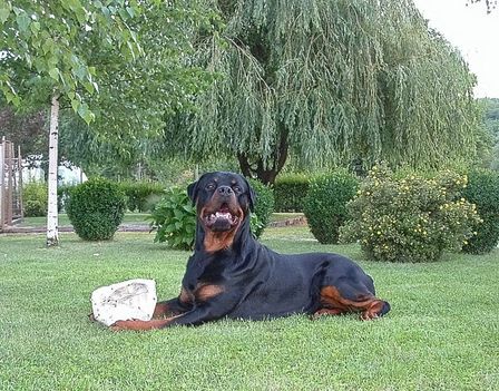 Brutus