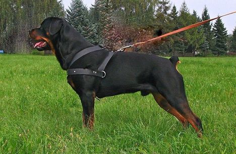 Brutus
