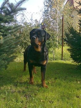 Brutus