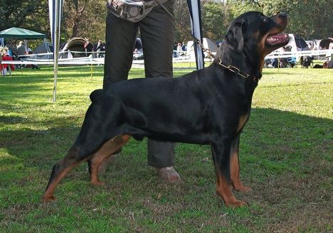 Brutus