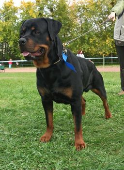 Brutus
