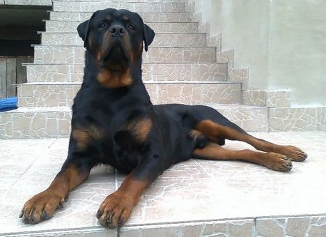 Brutus