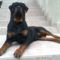Brutus