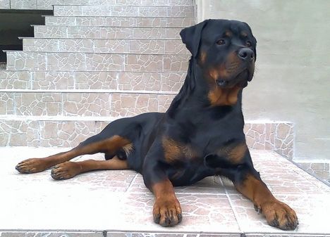 Brutus