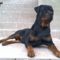 Brutus