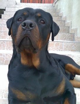Brutus