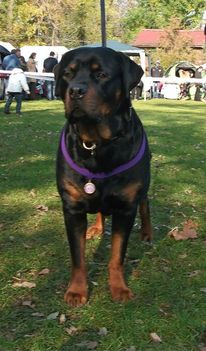 Brutus