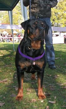 Brutus