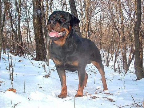 Brutus