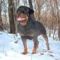Brutus