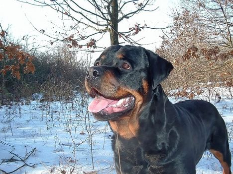 Brutus