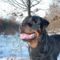 Brutus