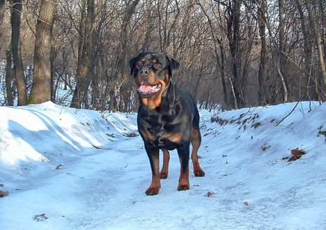Brutus