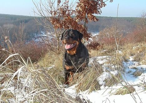 Brutus