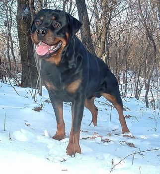 Brutus