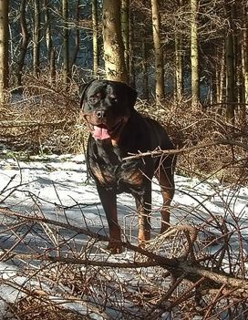 Brutus