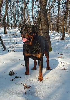 Brutus