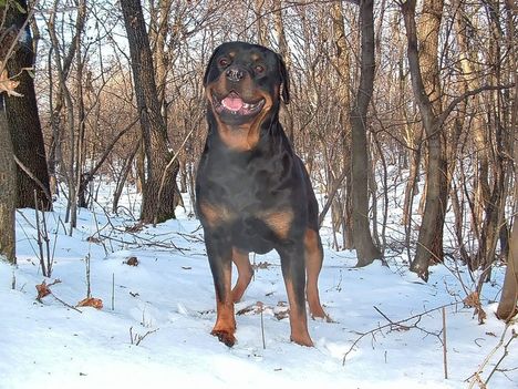 Brutus