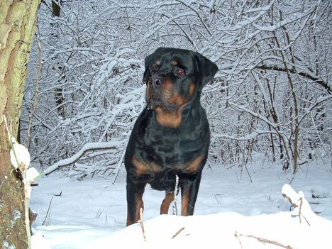 Brutus