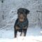 Brutus