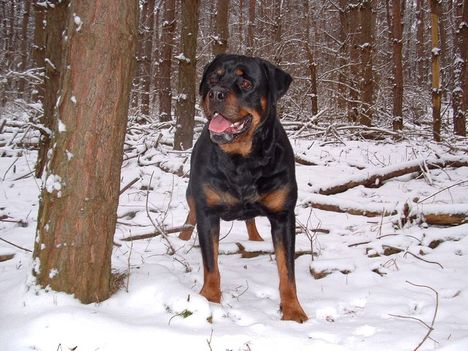 Brutus