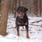 Brutus