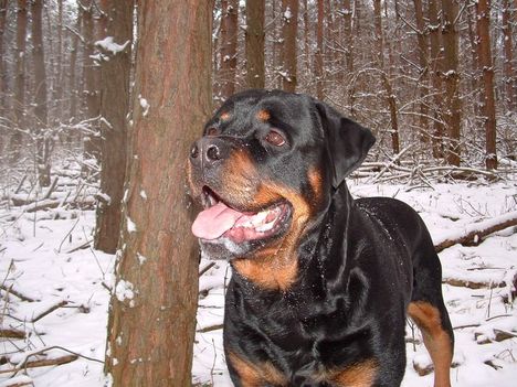 Brutus