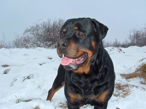 Brutus