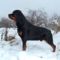 Brutus