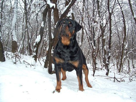 Brutus