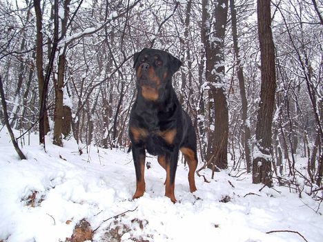 Brutus