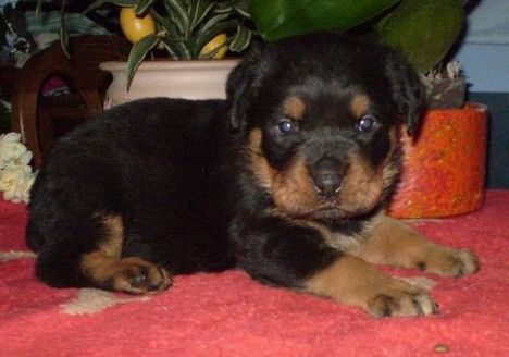 Brutus