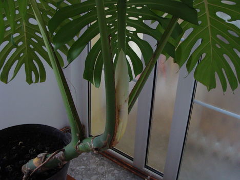 konnyezo palma