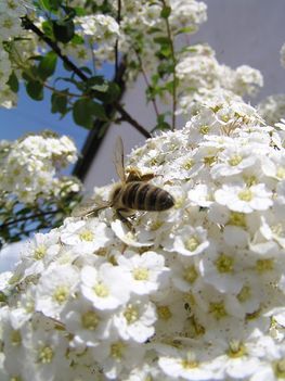 Makroképeim-szorgos méhecske