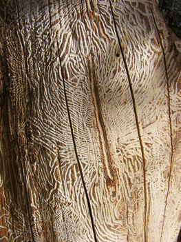 Makroképeim-szú rágta fa