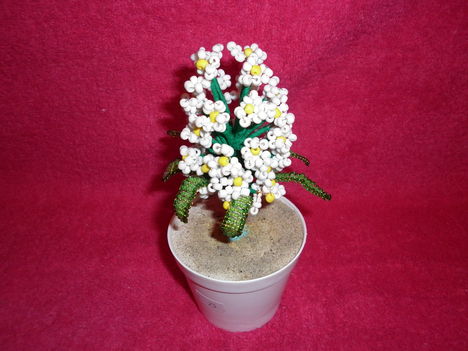 Orgona