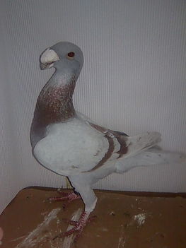 Fakó hím