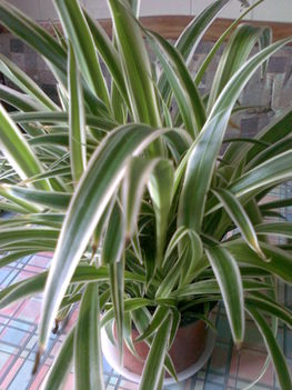 CSÜNGŐ CSOKROSINDA - CHLOROPHYTUM COMOSUM