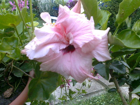 hibiszkusz, rózsaszin,dupla
