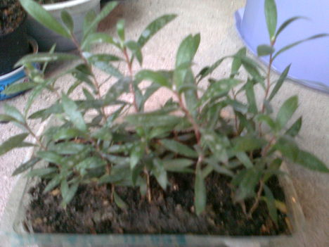 kefevirág  -- CALLISTEMON CITRINUS